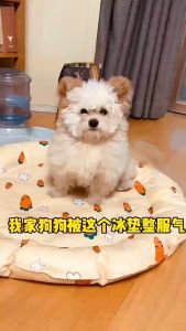 Đệm gel nước làm mát cho Chó Mèo hình tròn (mẫu mới) - Love pets shop