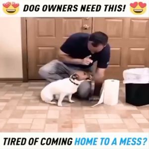 Cat & Dog Training Spray: A Comprehensive Guide