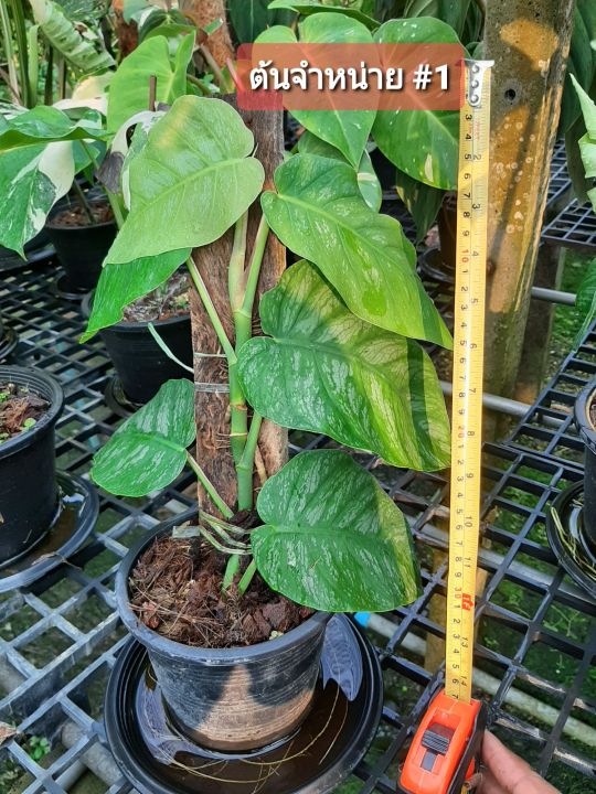 Philodendron dubia/   Monstera dubia    6     ( Philodendron  dubia) | Lazada.co.th