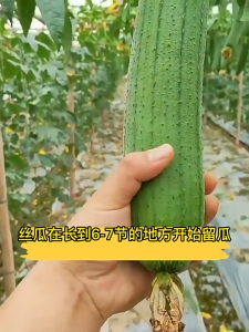 Hạt giống mướp béo Đài Loan thơm ngọt vỏ xanh cây khỏe nhiều trái ( Gói 10 Hạt ) - FlowerSeeds