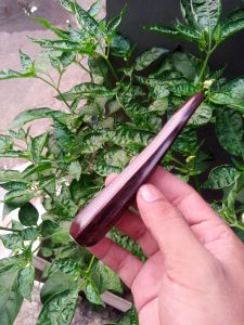 pipa cangklong kayu gali asem model belimbing manis