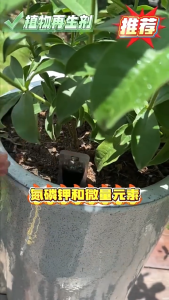 108g Soil Activator Plant Regenerator Nutrient Liquid for Hydroponic Flowers Green Plants Triangular Magnolia Water Cultivation Nutrient Liquid