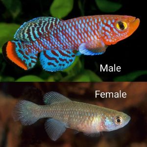 Rachovii beira 98 killifish bagus di aquascape (sepasang)