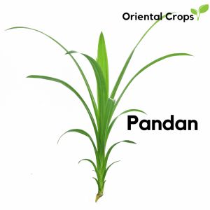50 Fresh Leaves Dahon Binhi Pantanim Pandan Garden Plant