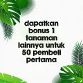 Pohon palem botol - Tanaman hias palem botol merah. 