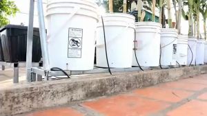 Exploring Purple Variety Mais Seeds: A Comprehensive Guide