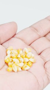 Popcorn Kernels (wholesale pack)