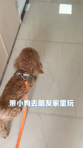 【Rainbow Culture】 Female Dog Sanitary Pants and Male Dog Diapers / Disposable Pet Diapers / 10pcs 20pcs Pack