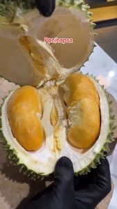 Bibit Durian Duri Hitam Kaki 3 Super Okulasi