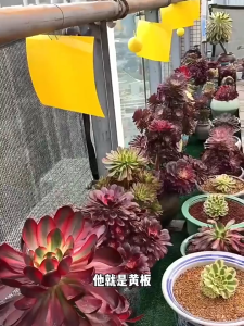 [พร้อม] ที่ดักแมลง กาวดักแมลงวัน สองด้าน แผ่นกาวดักแมลง 20/40/60/100แผ่น กับดักแมลงกินผัก เหนียวกับดักแ ดักแมลงศัตรูพืช กับดักแมลงวัน กาวดักแมลง