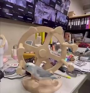 ชิงช้านก คอนนก การเล่นกัน โมบายนก ชิงช้าวงล้อนก บันไดนก อุปกรณ์ตกแต่งกรงนก การผลิตไม้เกรด ชิงช้านก คอนนก