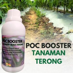 Pupuk pelebat buah terong ungu: Pupuk buah terong berbuah lebat, Pupuk untuk tanaman terong