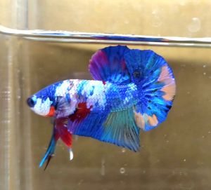 Multicolour Halfmoon Plakat HMPK Betta Fish / Ikan Laga/ 斗鱼 / Live Fish ❗️Fish same as order❗️Not random pick❗️35