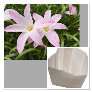 ฃ.บัวดิน Bubble สีชมพูขาวหวานๆ 3 หัว 10 บาท