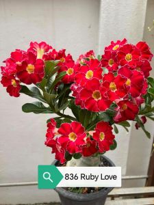 Adenium Obesum Bonsai ID 836 Ruby Love 富贵花