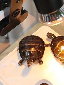 Turtle Tank KitDesk Aquarium Set360 AquariumTurtle Tank Kit with Basking Platform and UV Light