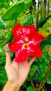 pokok bunga raya warna merah jenis bunga dua lapis