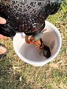 เครื่องดักปลาไหลอย่างยอดเยี่ยม! 8 รู | กล่องพลาสติกทนกระแทก | ใช้กับFamily Fishing | ตั้งใช้ดัน