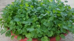 VALUE PACK! (70 SEEDS) - CILANTRO/CORIANDER/WANSOY/HERBS/EASY TO PLANT/HIGH YIELDING