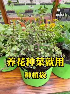 5/10Gallon Plant Grow Bags for Garden Greenhouse Potato Pot Vegetable Growing Bags Moisturizing Gardening Tools