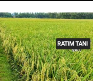 BIBIT PADI HIBRIDA 01 INTANI KEMASAN 2Kg