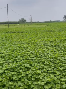Hạt giống rau má lá nhỏ CT15 - Gói 0.5gram