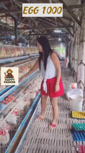 [1 Box 20 Packs] EGG 1000 – 5X Egg Production Vitamins for Chickens Ducks & Pigeons Helps Stimulate