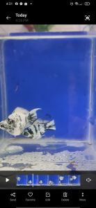 Marble light base molly pair - Two black and white patterned fish - Swimming in a blue aquarium with sand bottom.