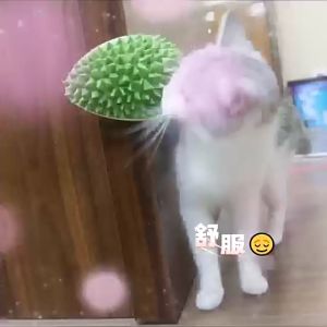 Self Groomer Brush with Catnip / Cat Comb - Durian / Catit (Random Pick)