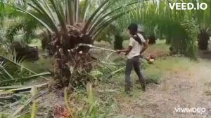 หัวเกียร์ตัดทลายปาล์มน้ำมัน เครื่องตัดปาล์มน้ำมัน ชุดอุปกรณ์ต่อความยาวรวมคน 4.80 ม. เสียม เคียวและใบเลื่อยครบชุด มีอนุสิทธิบัตร