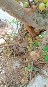 100g thân cây sung sấy khô không lẫn lá