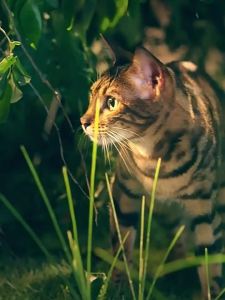 Fregate | Natural Wet Food with Krill Oil for Cats of All Ages