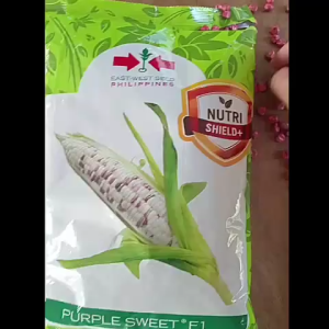 Purple Sweet Corn F1 Seeds (10/20/50pcs) re-packed from East West Seed
