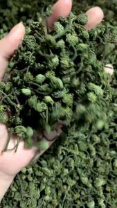 Nụ Hoa Tam Thất bao tử loại 1 nụ to hãm trà dễ dàng tại nhà hỗ trợ tim mạch Nụ tam thất bắc giảm nhòi máu cơ tim