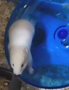 CARNO Hamster Flying Saucer Silent Running Exercise Wheel for Small Animals