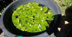 บัวบาบัวจิ๋วน่ารักราคาประหยัดคุ้มค่าบรรจุ1-3กอ