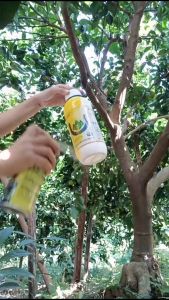 Chai xịt bẫy ruồi vàng sâu bọ 450ml