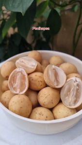 Bibit Buah Duku Manis Hasil Okulasi Tanpa Biji