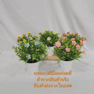 ส่งเร็ว มินิเดซี่พร้อมกระถาง (ประดิษฐ์) ขนาดสูง 20cm กระถางพลาสติกขาว มีหลายสีให้เลือก วางตั้งโต๊ะ วางบนชั้น แต่งบ้าน