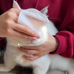 KOJIMA | Tear Stain Gentle Clean Non-Irritant Pet Wipes