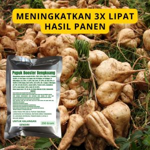 Pupuk Booster Bengkoang / Obat Booster Bengkoang / Pupuk Booster Bengkoang / Pupuk Bengkoang