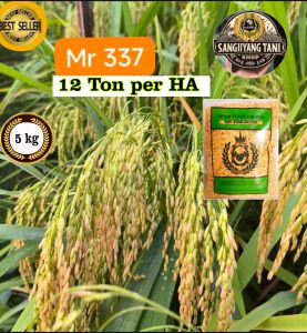 PADI 5KG BENIH BIBIT MR 337 BIJI  GABAH SUPER BERKUALITAS UNGGUL