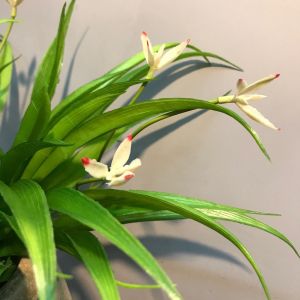 Cụm lá lan giả trang trí- Cụm lá điểm - Cỏ điểm trang trí cao cấp