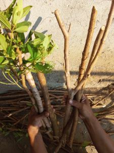 BATANG KAYU SENGGANI PER KG ISI 10/18