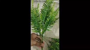 Aksesories polypodhium cabang 7 artificial rumput daun pakis atau paku plastik untuk dekorasi pelaminan atau dekorasi wedding dan dekorasi rumah Import premium termurah aritificial palsu plastik