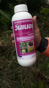 คุมไข่ วินเนอร์ (Natural oil 78%) ช่วยคุมไข่แมลงยับยั้งการลอกคราบ กำจัดเพลี้ยแป้ง แทนยาจับใบ สูตรเย็น 1ลิตร