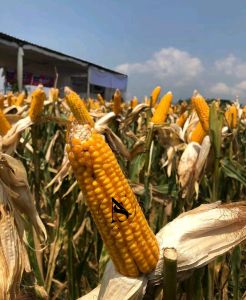 Benih Jagung Hibrida Lokal / Jagung Kampung Tawar Siap Tanam Kemasan 1=kg