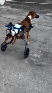 อัพเกรดล้อใหม่!! แม็กซ์และยางสีดำ WHEELCARE - wheelchair dog วีลแชร์ สุนัข รถเข็น สำหรับสัตว์พิการขาหลัง ทำจากอลูมิเนียมอัลลอยด์ คุณภาพสูง มีหลายขนาดปรับได้ตามรูปร่าง (สีน้ำเงิน WB-1