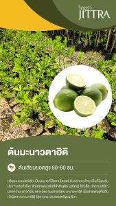 จิตตรา ต้นพันธุ์มะนาวตาฮิติ หรือ มะนาวไร้เมล็ดมะนาวเปอร์เซีย เสียบยอดสูง 60-80 ซม. พร้อมให้ผลผลิต พร้อมส่ง เครมฟรี ต้นพันธุ์ผลไม้ ต้นเตี้ย ผลดก