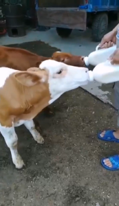 จัดส่งใน24ชม. ขวดป้อนนมวัว ขวดนมลูกวัว ความจุ1000ml/2000ml จุกนมนิ่ม เปลี่ยนหัวได้ ทนทาน เพิ่มความหนา สำหรับการเลี้ยงสัตว์